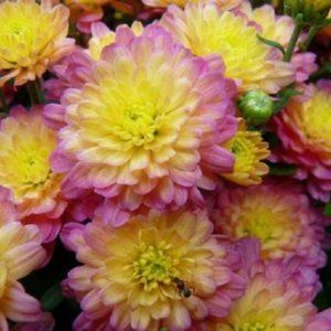 2 LIVE PLANTs HARDY MUMS JACQUELINE PEACH FUSION 4" Growing Pot Ships NO POT…